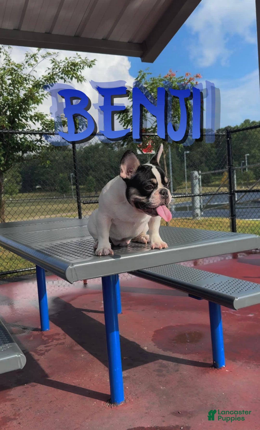 French Bulldog dogs for sale: Benji - Image 4