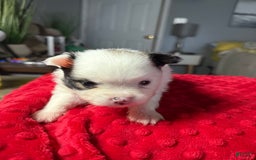Pomeranian dogs for sale: Moo - Image 4