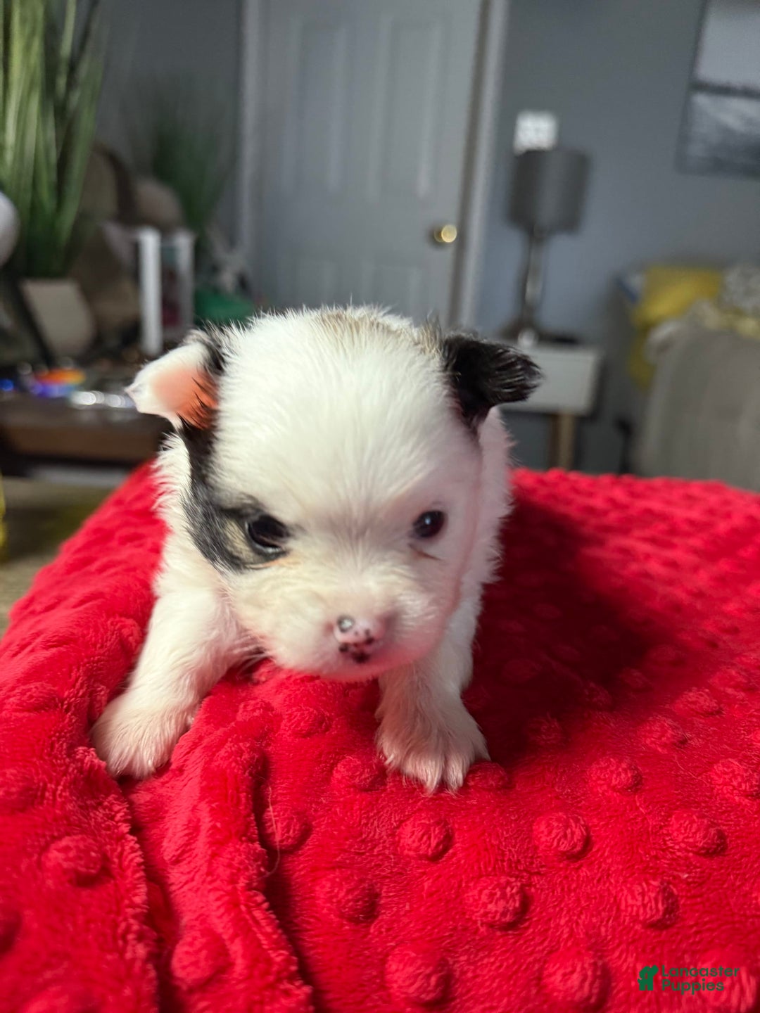 Pomeranian dogs for sale: Moo - Image 4