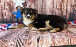 Australian Shepherd dogs for sale: Purple Collar Girl - Image 3