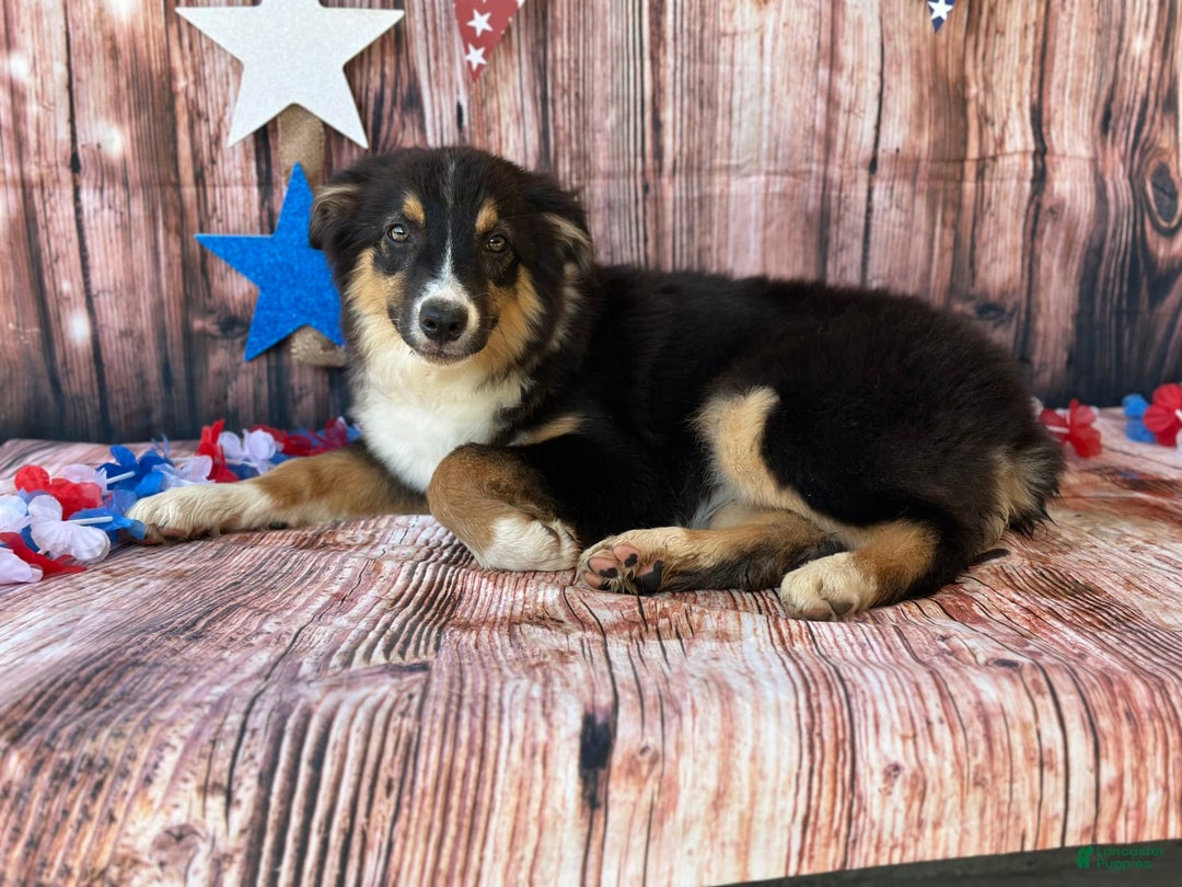 Australian Shepherd dogs for sale: Purple Collar Girl - Image 3