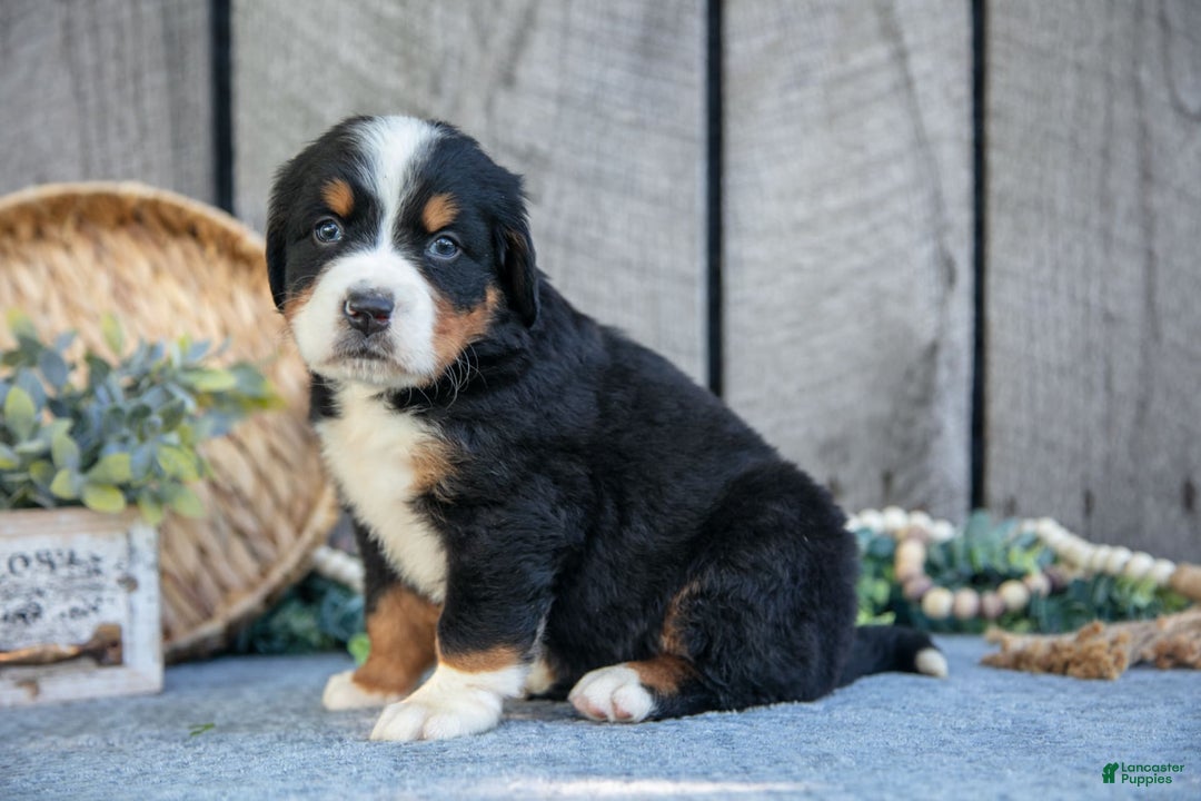 Bernese Mountain Dog dogs for sale: Benson - Image 4
