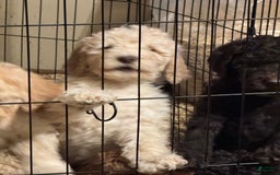 Goldendoodle dogs for sale: Gorgeous Creme Doodle - Image 3