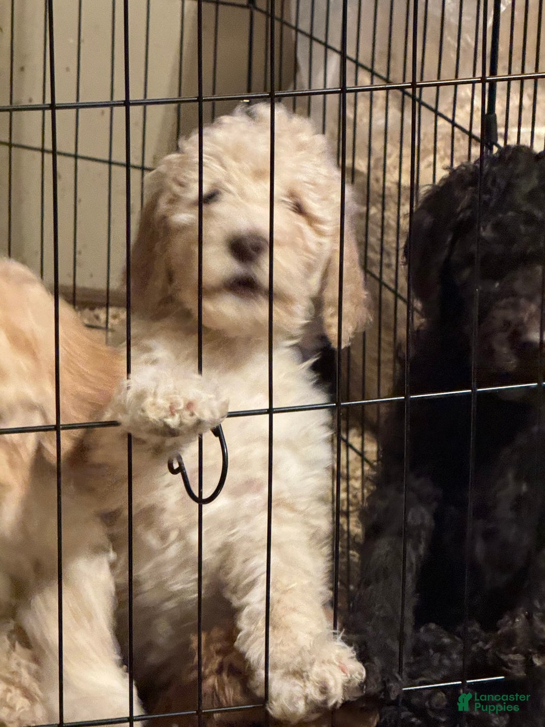 Goldendoodle dogs for sale: Gorgeous Creme Doodle - Image 3