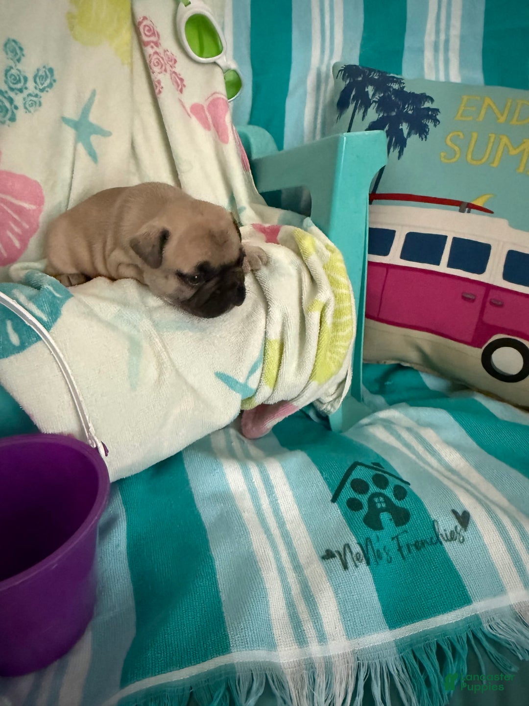 French Bulldog dogs for sale: Akc Fawn Black Mask - Image 10