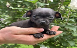 Chihuahua dogs for sale: Black Pearl - Image 7
