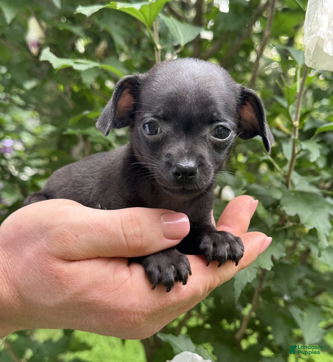Chihuahua dogs for sale: Black Pearl - Image 7