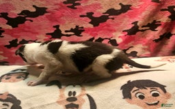 Border Collie dogs for sale: Justi - Image 17