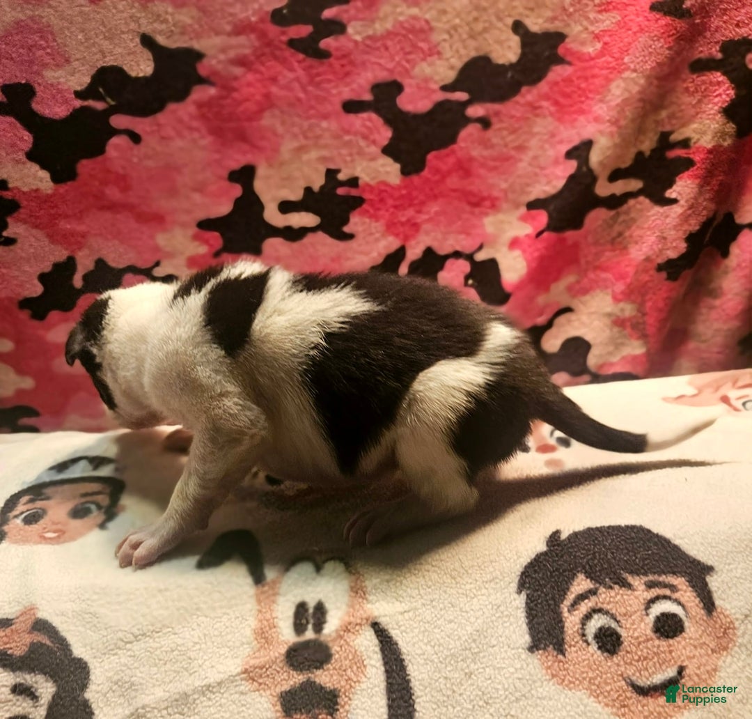 Border Collie dogs for sale: Justi - Image 17