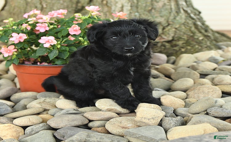 Mini Aussiedoodle dogs - Advert 30