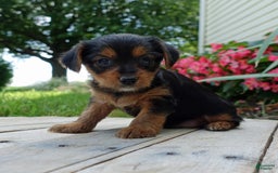Yorkshire Terrier dogs for sale: Leo - Image 4