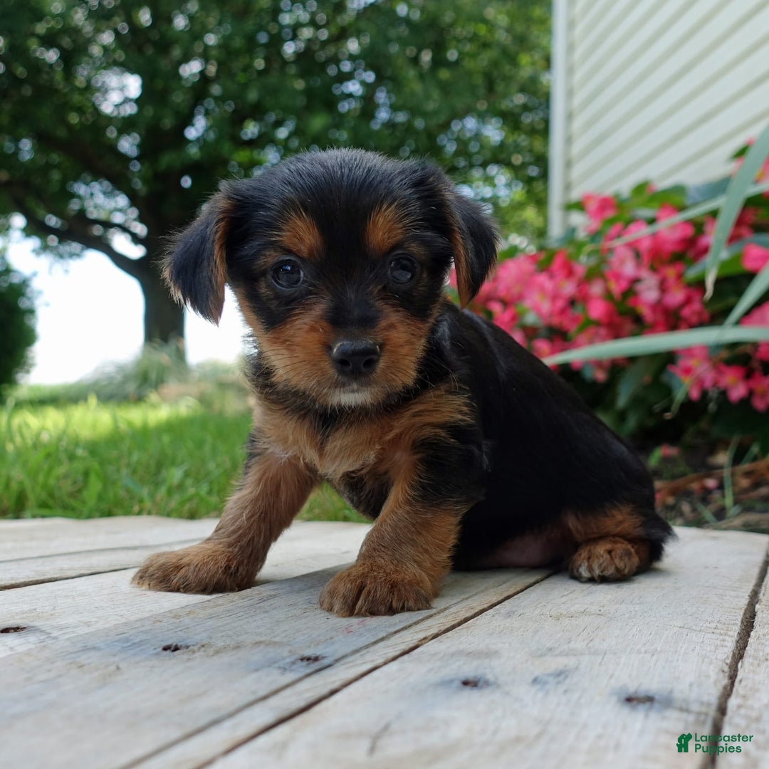 Yorkshire Terrier dogs for sale: Leo - Image 4