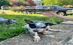 Australian Cattle Dog dogs for sale: Two - Image 1