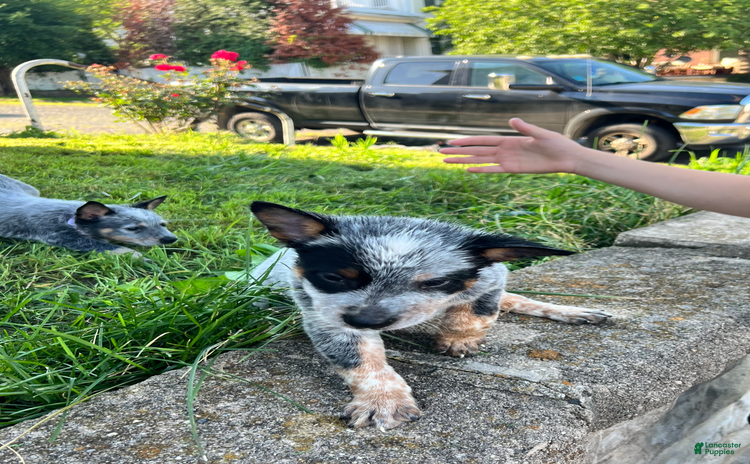 Australian Cattle Dog dogs for sale - Ad 1