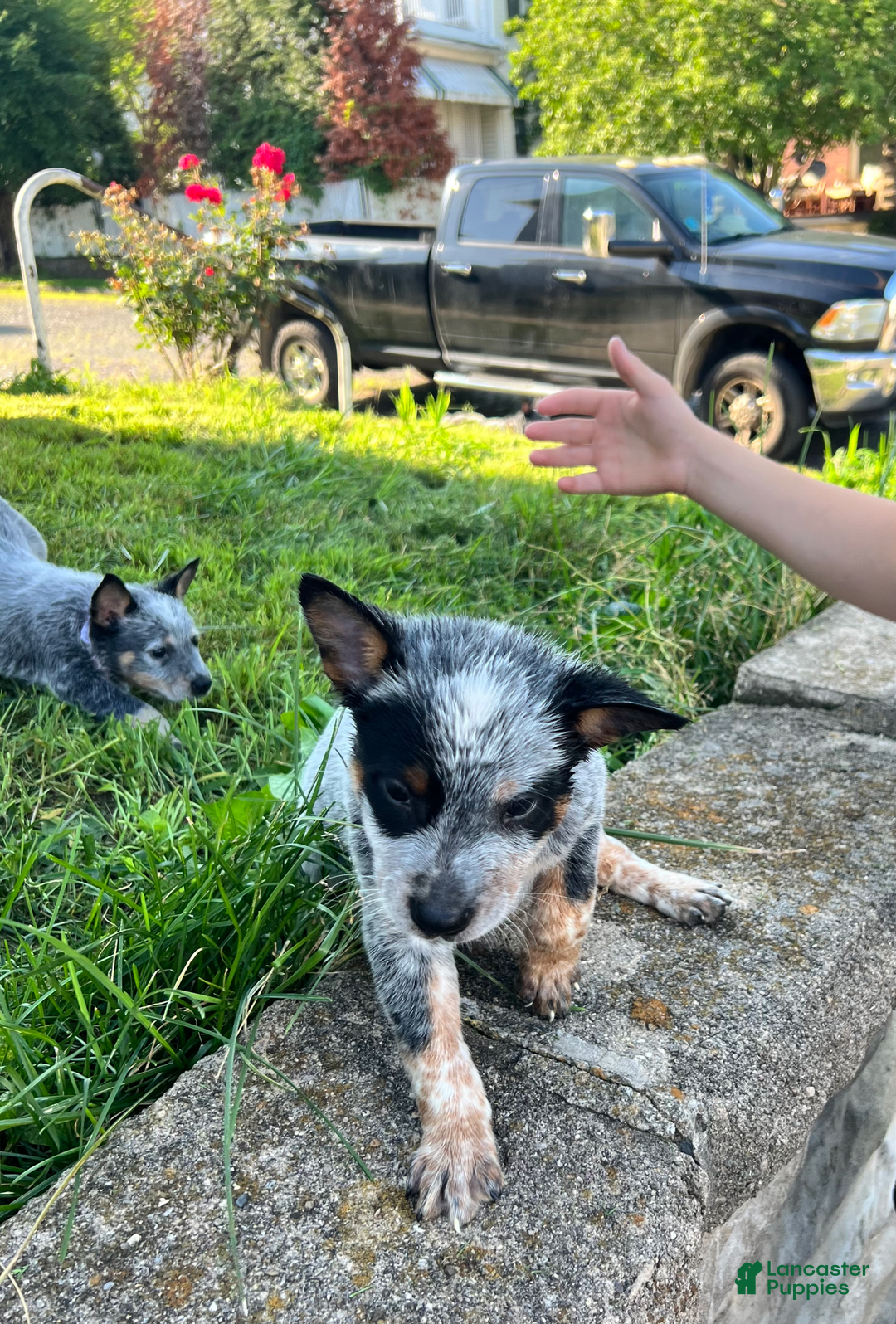 Australian Cattle Dog dogs for sale: Two - Image 1