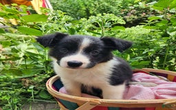Border Collie dogs for sale: Dasiy - Image 5