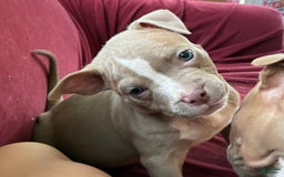 American Bully dogs for sale: Moe - Image 1