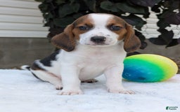 Beagle dogs for sale: Charlie - Image 9