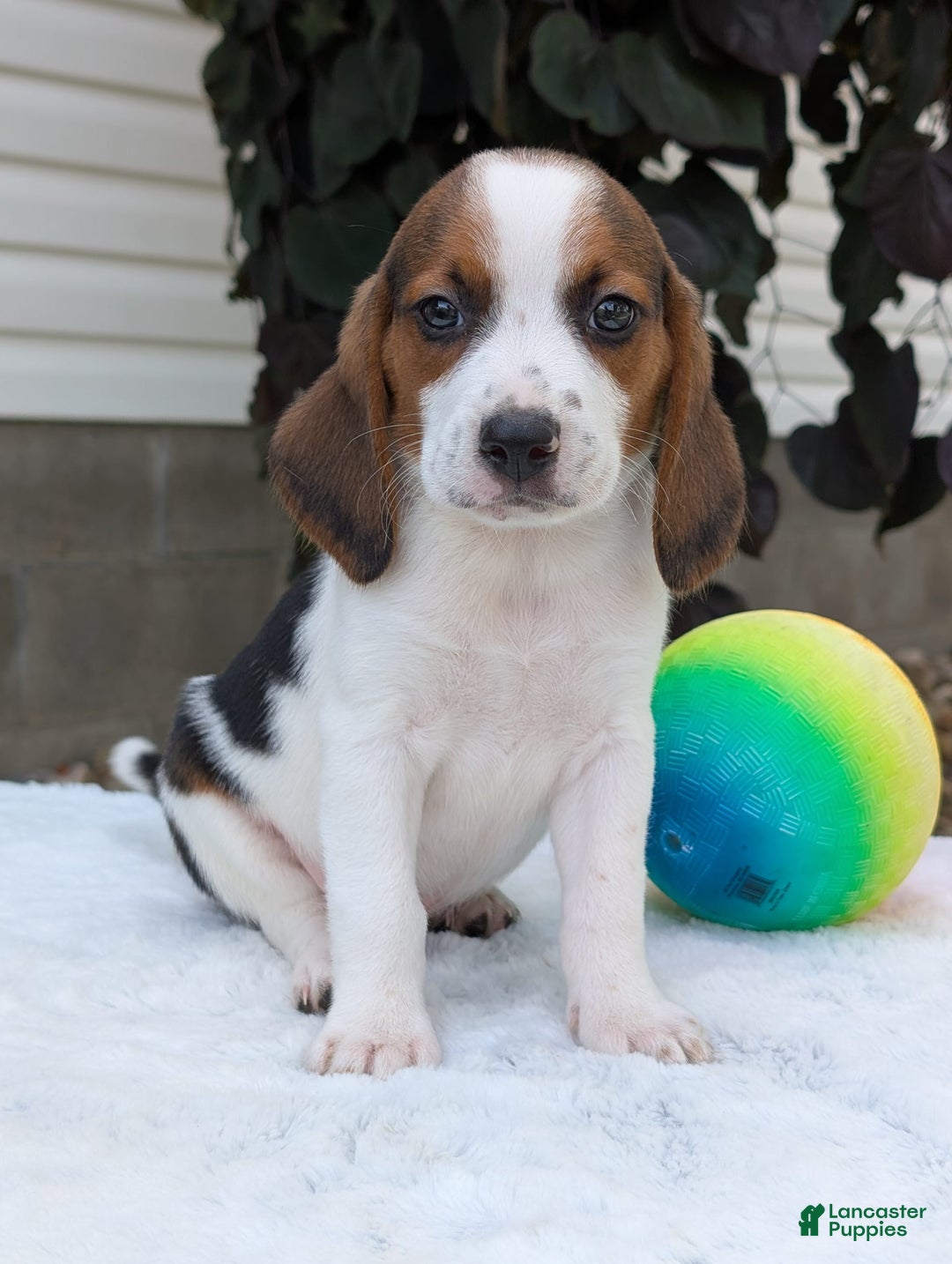 Beagle dogs for sale: Charlie - Image 9
