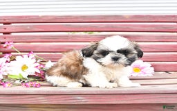 Shih Tzu dogs for sale: Queen - Image 2