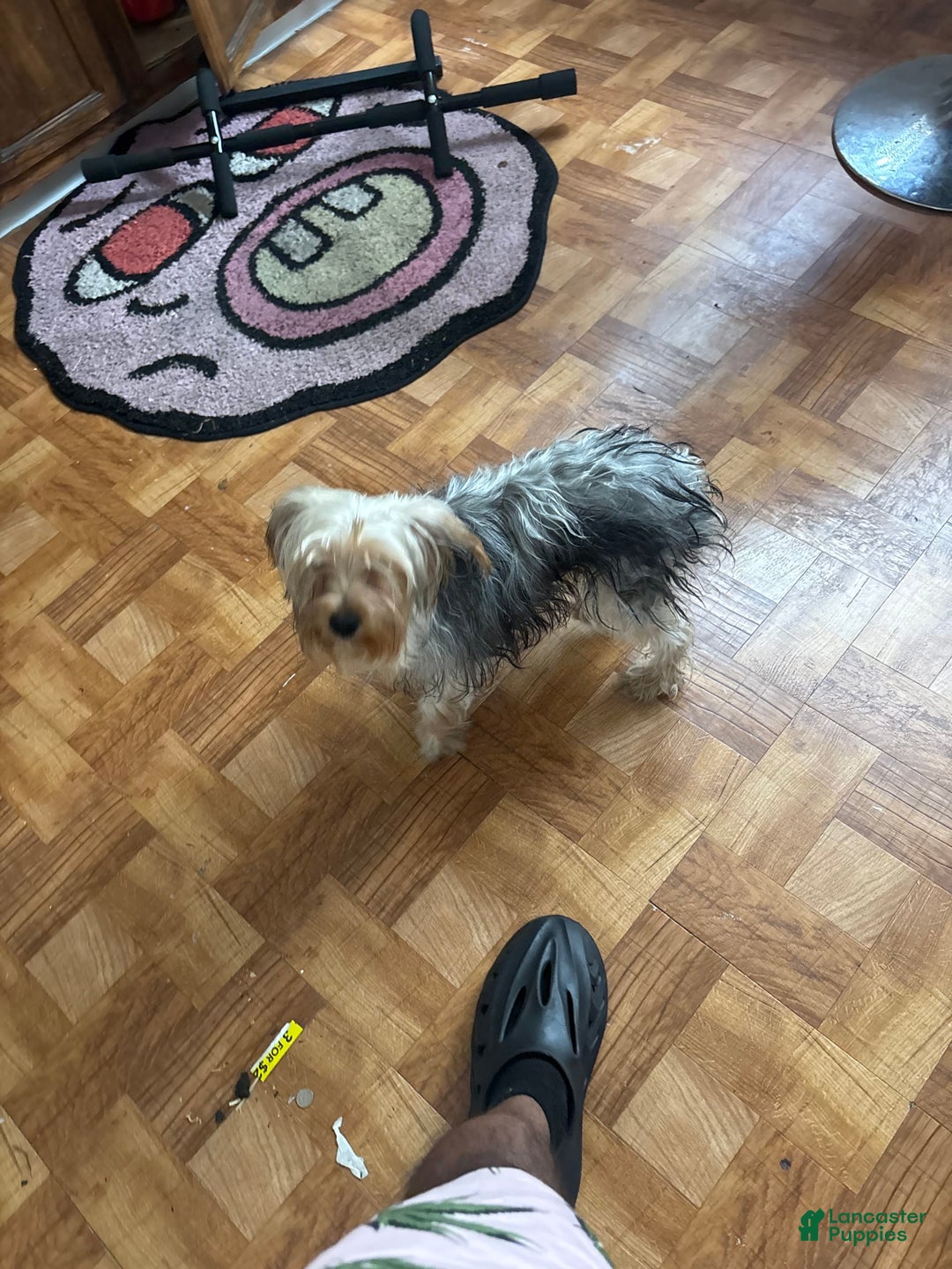 Yorkshire Terrier dogs for sale: Pierre - Image 3