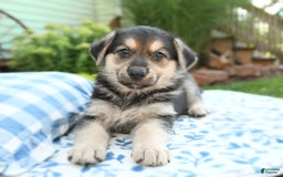 German Shepherd dogs for sale: Timber - Image 2