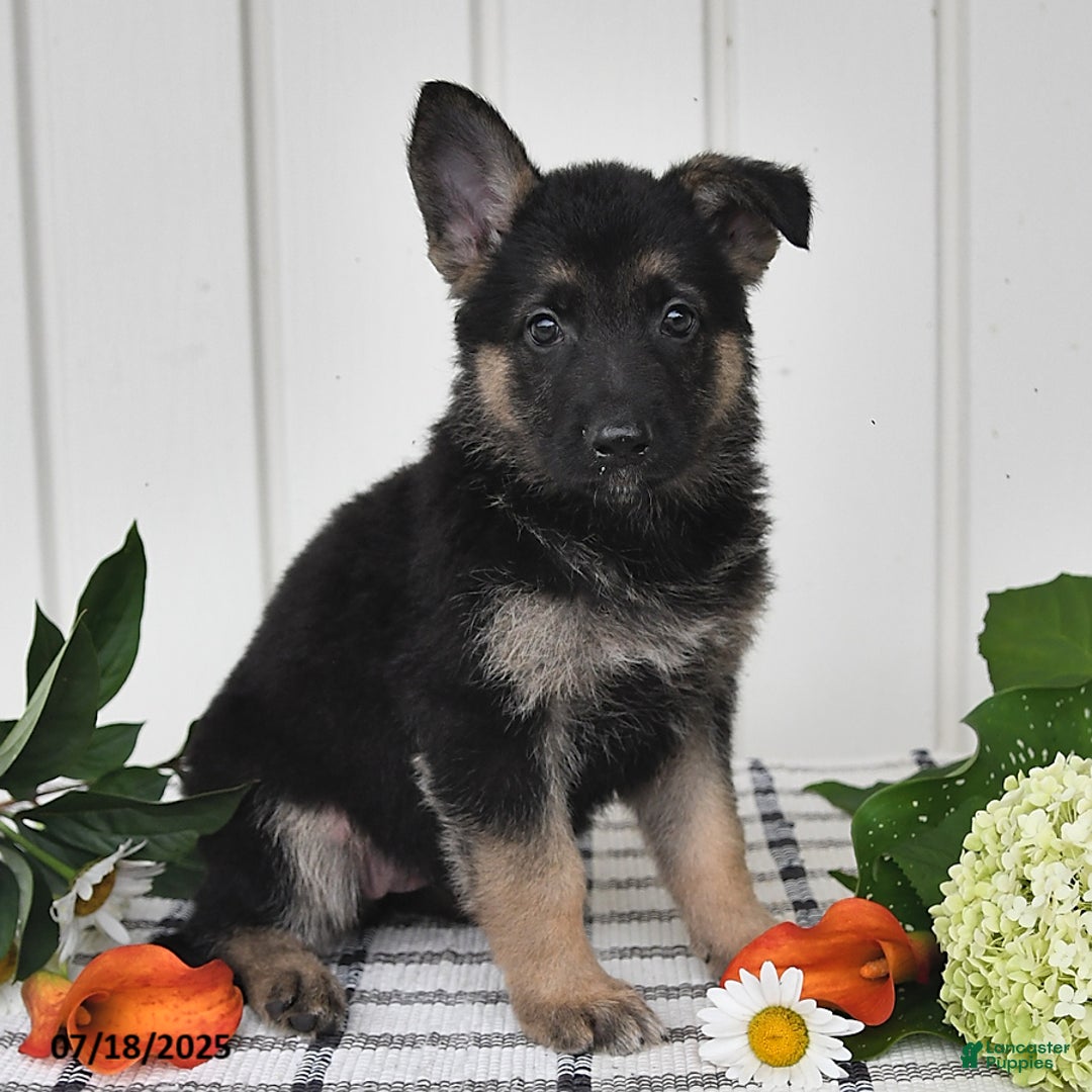 German Shepherd dogs for sale: Darla - Image 3