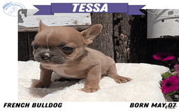 French Bulldog dogs for sale: Tessa - Image 5