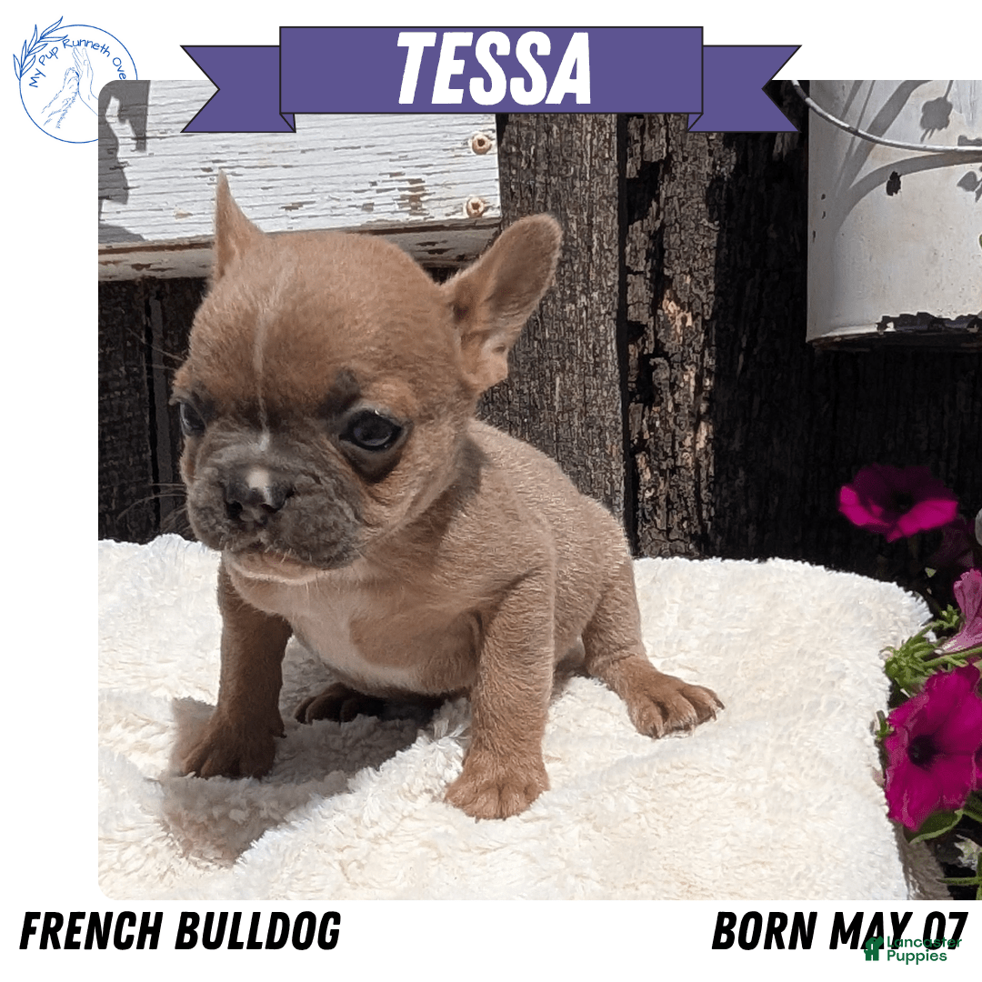 French Bulldog dogs for sale: Tessa - Image 5