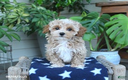 Maltipoo dogs for sale: Casey - Image 5