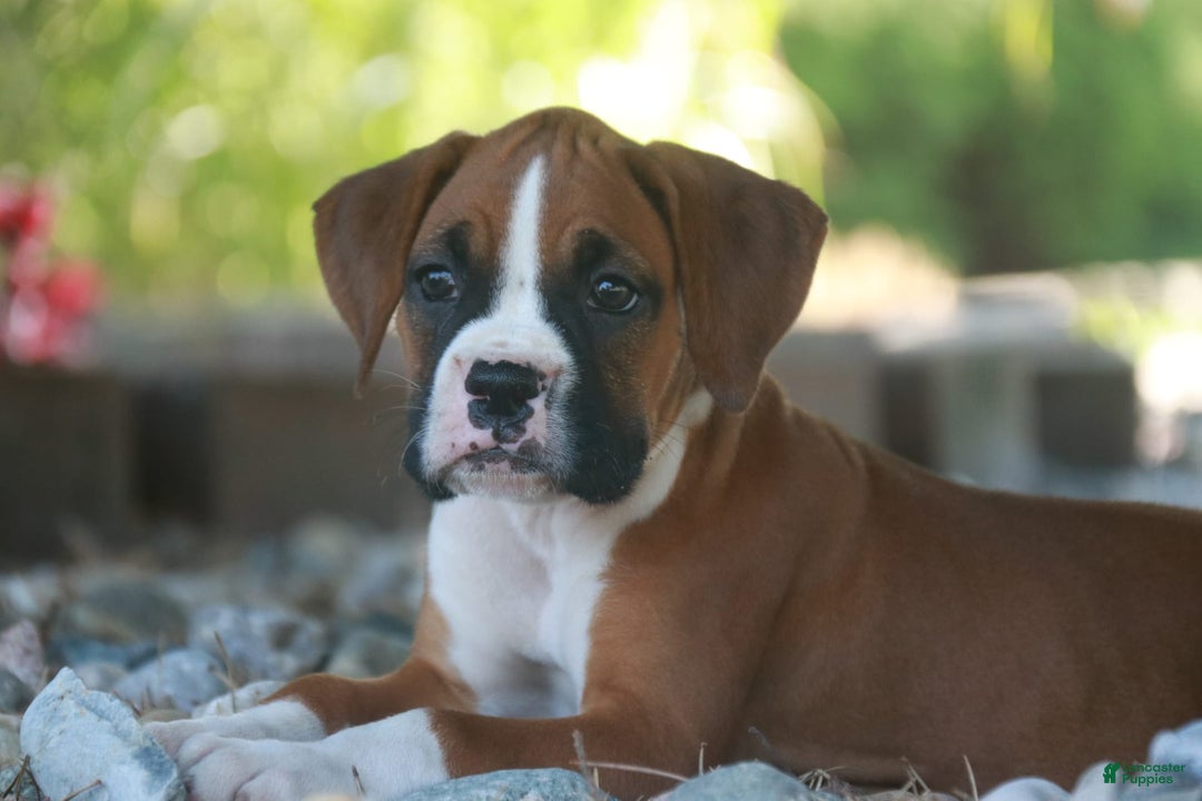 Boxer dogs for sale: Stacy - Image 2