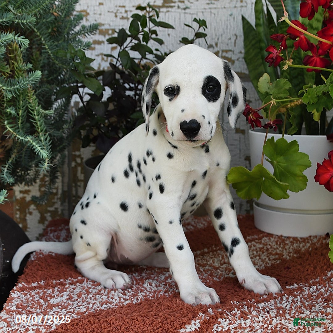 Dalmatian dogs for sale: Roxie - Image 1
