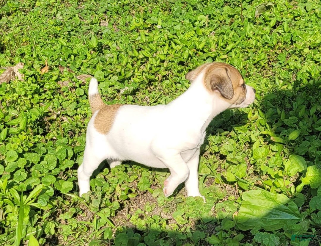 Jack Russell Terrier dogs for sale: Penny Female JRT - Image 13