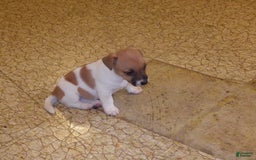 Jack Russell Terrier dogs for sale: Franklin - Image 3