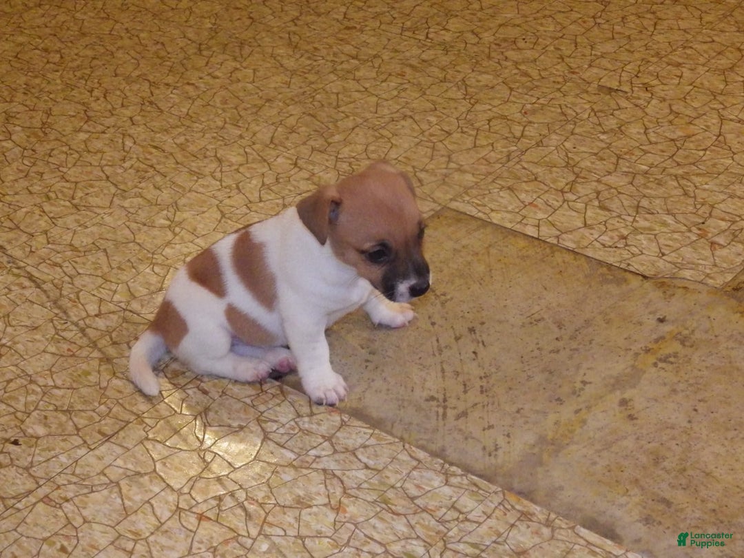 Jack Russell Terrier dogs for sale: Franklin - Image 3