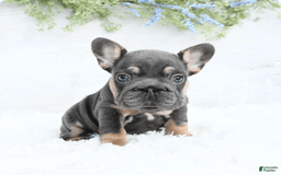 French Bulldog dogs for sale: Barbie - Image 5