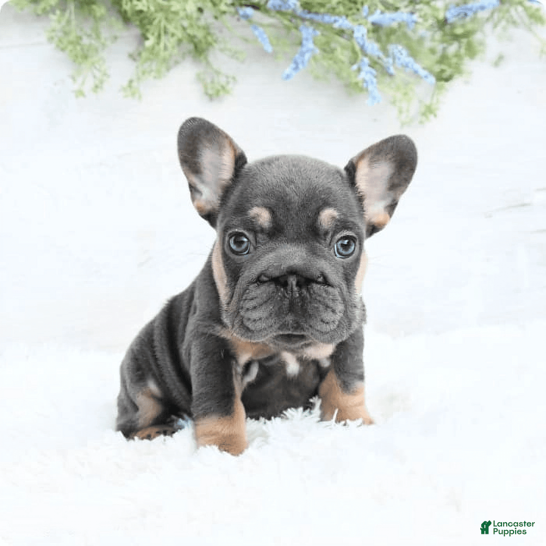 French Bulldog dogs for sale: Barbie - Image 5