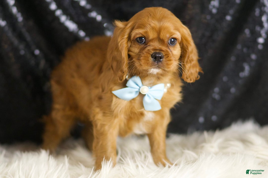 Cavalier King Charles Spaniel dogs for sale: Charmer - Image 5