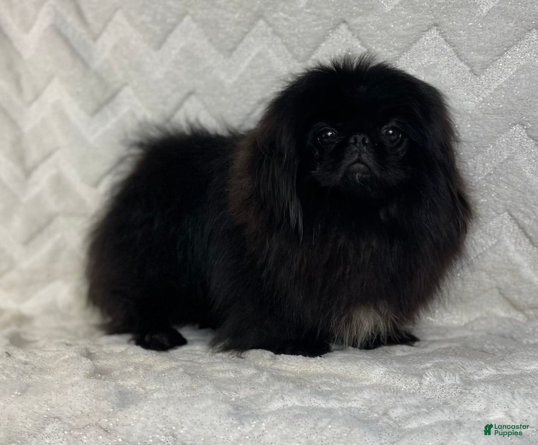 Pekingese dogs for sale: Akc Chocolate Truffle Dna Ofa - Image 11