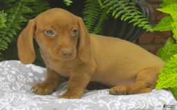 Miniature Dachshund dogs for sale: Tabitha - Image 4