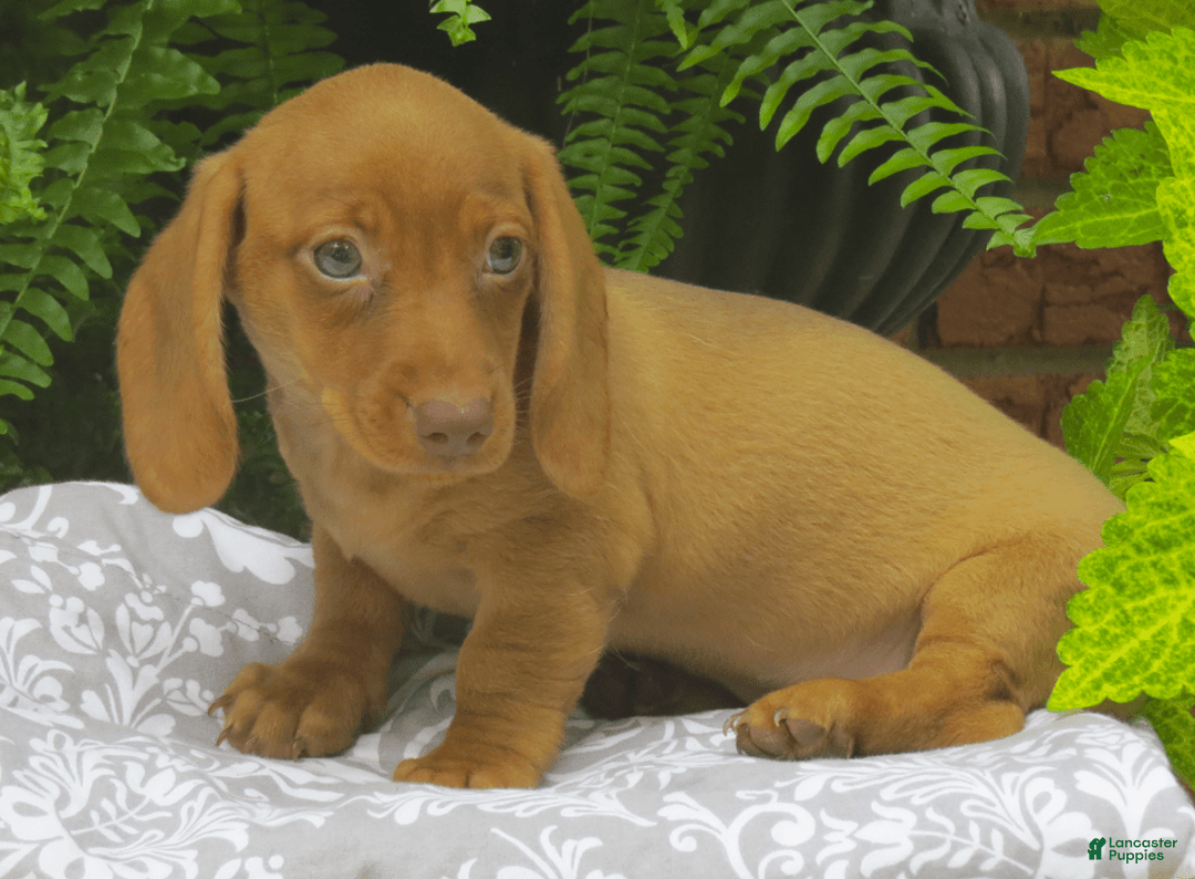 Miniature Dachshund dogs for sale: Tabitha - Image 4