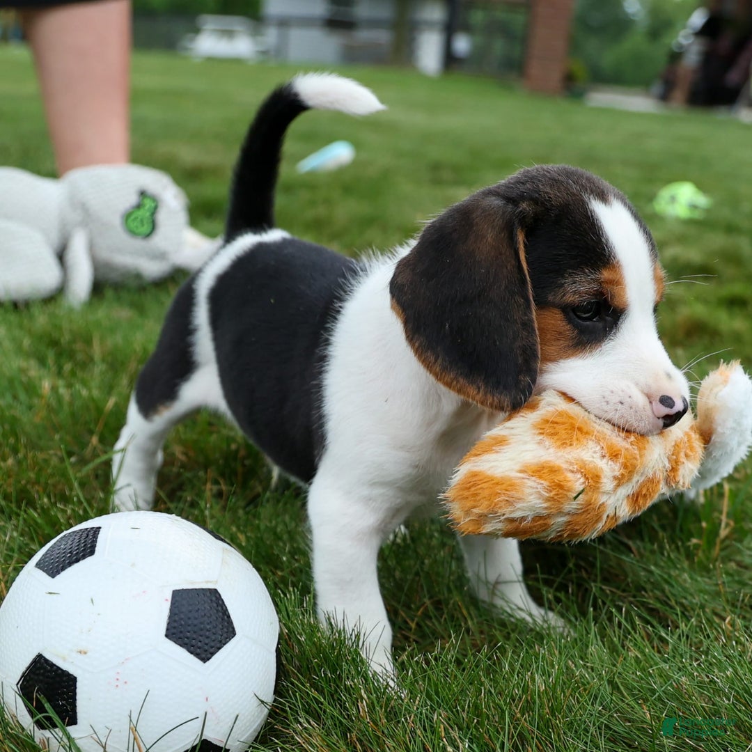 Beagle dogs for sale: Kobe - Image 14