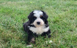 Mini Bernedoodle dogs for sale: Scout - Image 1