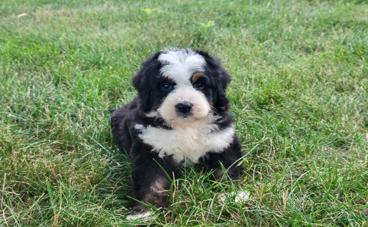 Mini Bernedoodle dogs for sale - Ad 4