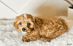 Cavapoo dogs for sale: Hendrix - Image 3