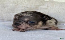 French Bulldog dogs for sale: Chance - Image 8