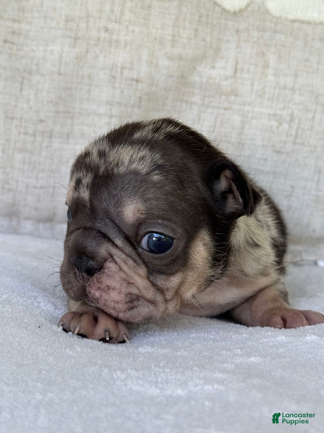 French Bulldog dogs for sale: Chance - Image 8