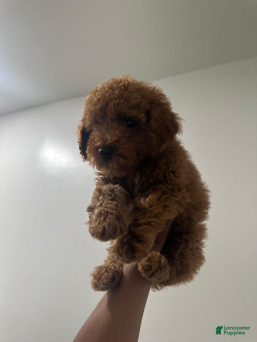 Miniature Poodle dogs for sale: Prince - Image 4
