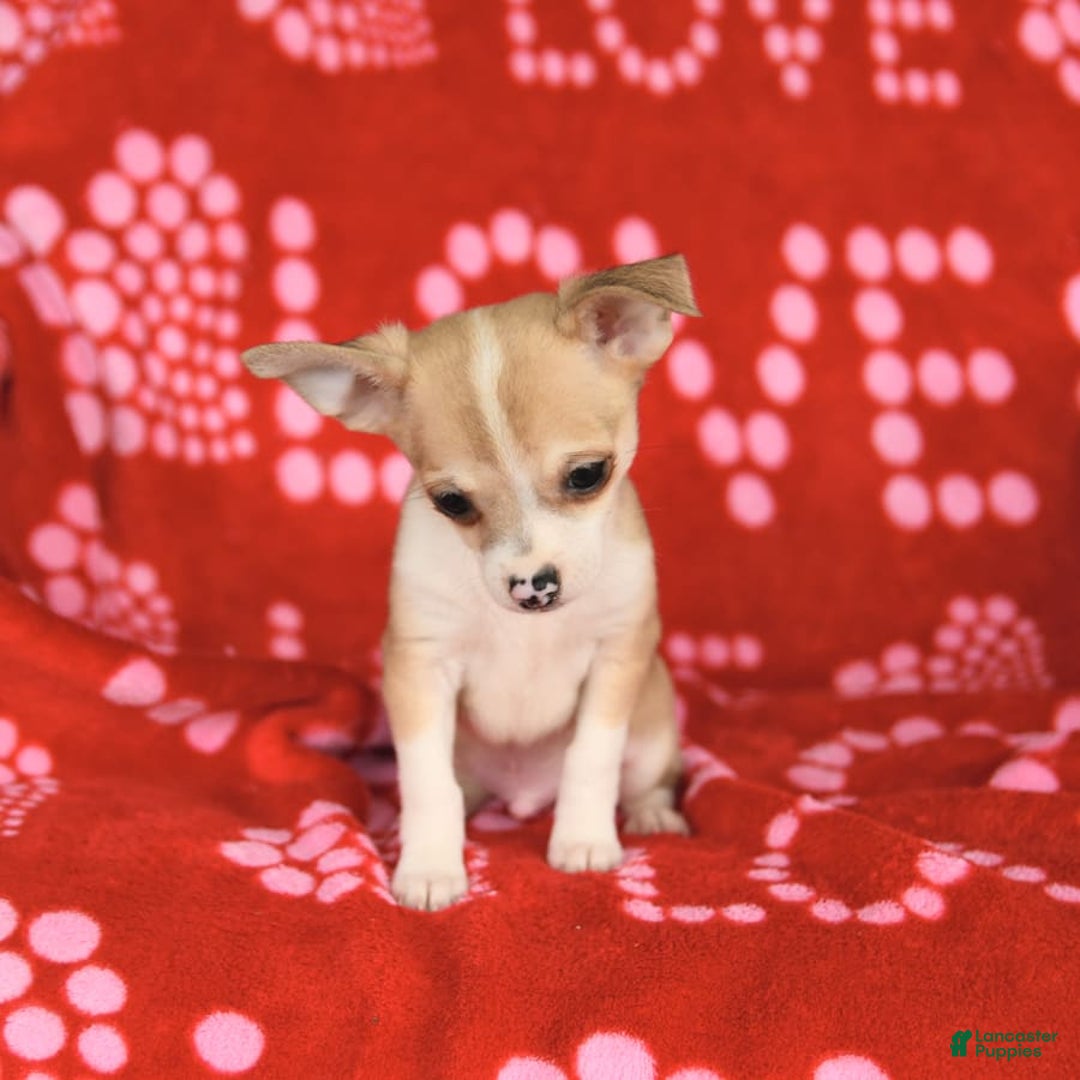 Chihuahua dogs for sale: Peanut - Image 9