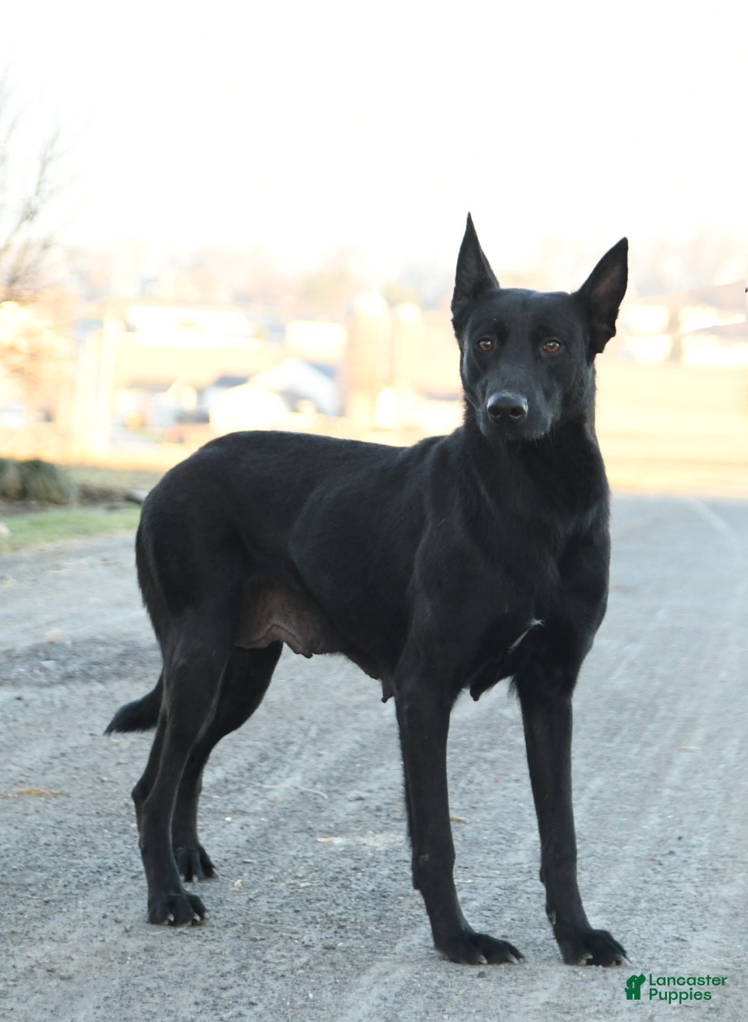 Belgian Malinois dogs for sale: Lincoln - Image 6